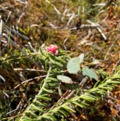 Grevillea lanigera at Namadgi National Park - 4 Dec 2023