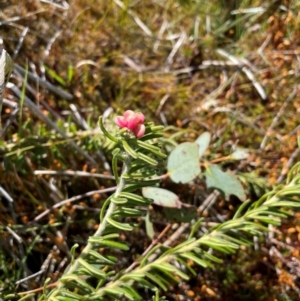 Grevillea lanigera at Namadgi National Park - 4 Dec 2023 03:05 PM