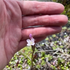 Epilobium gunnianum (Gunn's Willow-herb) at Namadgi National Park - 4 Dec 2023 by nathkay