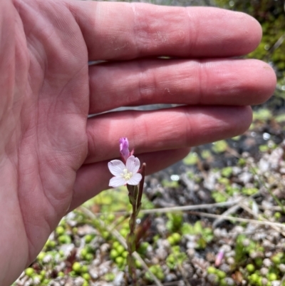 Epilobium gunnianum (Gunn's Willow-herb) at Namadgi National Park - 4 Dec 2023 by nathkay