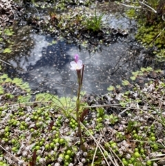 Epilobium gunnianum at Namadgi National Park - 4 Dec 2023