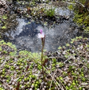 Epilobium gunnianum at Namadgi National Park - 4 Dec 2023 12:04 PM