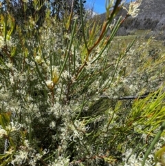 Hakea microcarpa (Small-fruit Hakea) at Namadgi National Park - 4 Dec 2023 by nath_kay