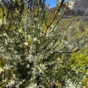 Hakea microcarpa at Namadgi National Park - 4 Dec 2023 03:06 PM