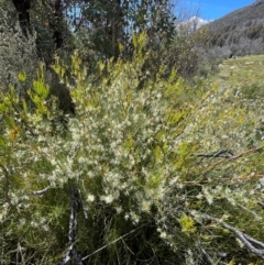 Hakea microcarpa at Namadgi National Park - 4 Dec 2023