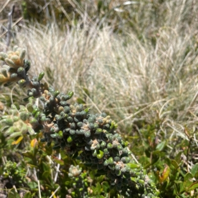 Asterolasia trymalioides (Alpine Star Bush) at Namadgi National Park - 5 Dec 2023 by nath_kay