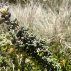 Asterolasia trymalioides at Namadgi National Park - 5 Dec 2023