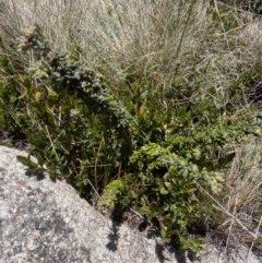 Asterolasia trymalioides at Namadgi National Park - 5 Dec 2023