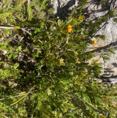 Podolobium alpestre (Shaggy Alpine Pea) at Namadgi National Park - 5 Dec 2023 by nath_kay