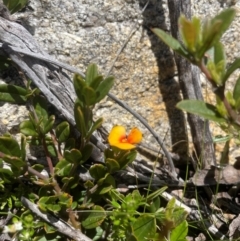 Podolobium alpestre at Namadgi National Park - 5 Dec 2023