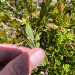 Podolobium alpestre at Namadgi National Park - 5 Dec 2023