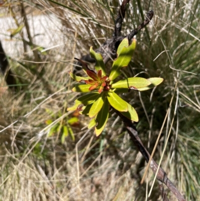 Tasmannia xerophila subsp. xerophila (Alpine Pepperbush) at Rendezvous Creek, ACT - 5 Dec 2023 by nath_kay