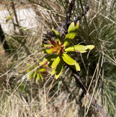 Tasmannia xerophila subsp. xerophila (Alpine Pepperbush) at Namadgi National Park - 5 Dec 2023 by nath_kay