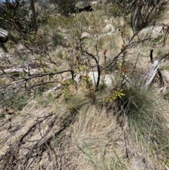 Tasmannia xerophila subsp. xerophila at Namadgi National Park - 5 Dec 2023