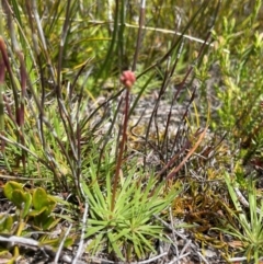 Stylidium montanum (alpine triggerplant) at Namadgi National Park - 5 Dec 2023 by nathkay