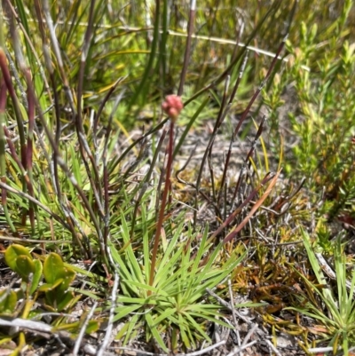Stylidium montanum (Alpine Triggerplant) at Rendezvous Creek, ACT - 5 Dec 2023 by nath_kay