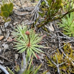 Stylidium montanum at Namadgi National Park - 5 Dec 2023