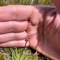 Stylidium montanum at Namadgi National Park - 5 Dec 2023 02:02 PM