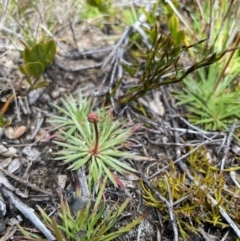 Stylidium montanum at Namadgi National Park - 5 Dec 2023