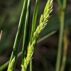 Agrostis capillaris (Brown Top Bent Grass) at Higgins, ACT - 5 Dec 2023 by MattM