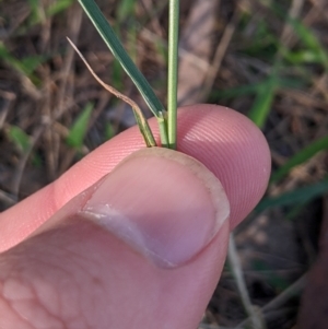 Agrostis capillaris at Higgins Woodland - 5 Dec 2023