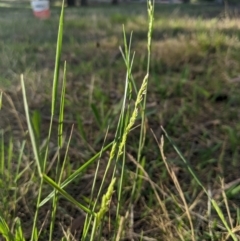 Agrostis capillaris at Higgins Woodland - 5 Dec 2023