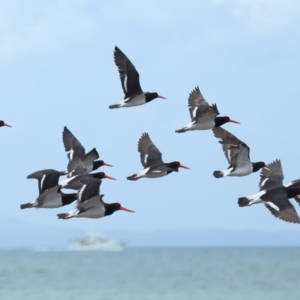 Haematopus longirostris at Wellington Point, QLD - 19 Nov 2023