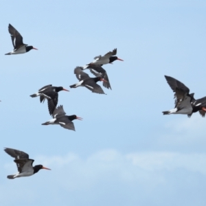 Haematopus longirostris at Wellington Point, QLD - suppressed