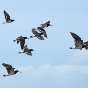 Haematopus longirostris at Wellington Point, QLD - 19 Nov 2023