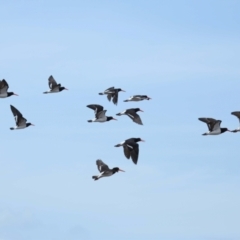 Haematopus longirostris at Wellington Point, QLD - 19 Nov 2023