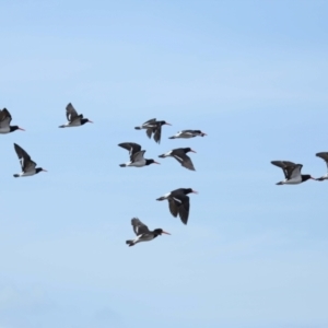 Haematopus longirostris at Wellington Point, QLD - suppressed