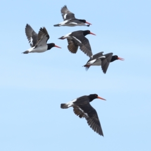 Haematopus longirostris at Wellington Point, QLD - 19 Nov 2023