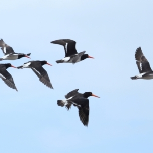 Haematopus longirostris at Wellington Point, QLD - 19 Nov 2023