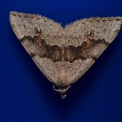 Dichromodes estigmaria (Pale Grey Heath Moth) at Jerrabomberra, NSW - 4 Dec 2023 by DianneClarke