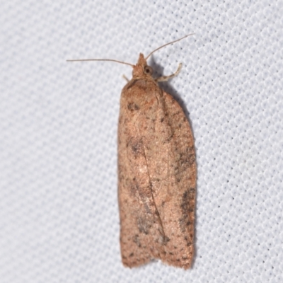 Meritastis laganodes (A Tortrix moth) at Jerrabomberra, NSW - 4 Dec 2023 by DianneClarke