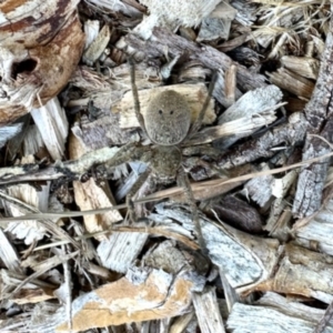 Unidentified Huntsman spider (Sparassidae) at suppressed by KMcCue