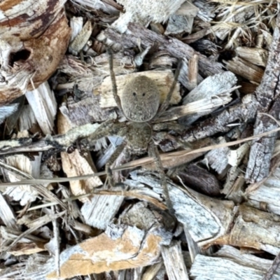 Sparassidae (family) (A Huntsman Spider) at Aranda, ACT - 6 Dec 2023 by KMcCue