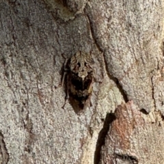 Stenocotis depressa (Leafhopper) at Aranda, ACT - 5 Dec 2023 by KMcCue