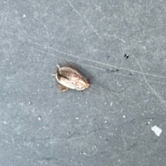 Blattodea (order) (Unidentified cockroach) at Aranda, ACT - 5 Dec 2023 by KMcCue