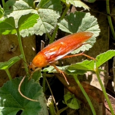 Neotemnopteryx sp. (genus) (Cockroach) at Aranda, ACT - 5 Dec 2023 by KMcCue