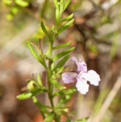 Coopernookia barbata (Purple Coopernookia) at Hill Top, NSW - 30 Nov 2023 by Curiosity