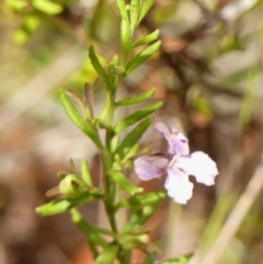 Coopernookia barbata (Purple Coopernookia) at Bargo River State Conservation Area - 30 Nov 2023 by Curiosity