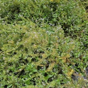 Veronica anagallis-aquatica (Blue Water Speedwell) at Lake Burley Griffin Central/East by Jiggy