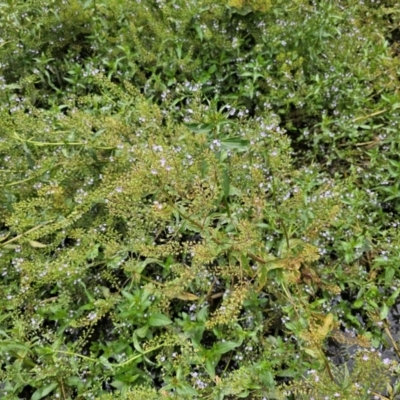 Veronica anagallis-aquatica (Blue Water Speedwell) at Kingston, ACT - 23 Nov 2023 by Jiggy