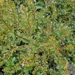 Veronica anagallis-aquatica at Lake Burley Griffin Central/East - 23 Nov 2023