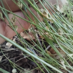 Carex inversa (Knob Sedge) at O'Connor, ACT - 6 Dec 2023 by PaulDoy