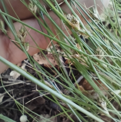 Carex inversa (Knob Sedge) at O'Connor, ACT - 5 Dec 2023 by PaulDoy