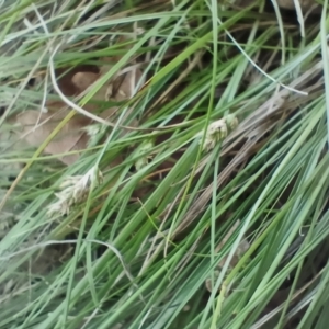 Carex inversa at O'Connor, ACT - 6 Dec 2023 08:24 AM