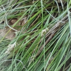 Carex inversa at O'Connor, ACT - 6 Dec 2023 08:24 AM