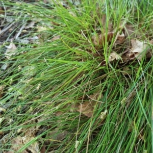 Carex inversa at O'Connor, ACT - 6 Dec 2023 08:24 AM